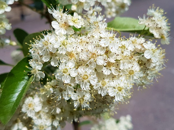 Pyracantha Red Column Blüte